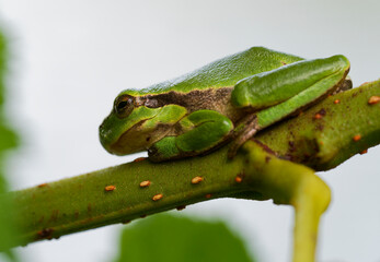 Europäischer Laubfrosch, Hyla arborea, Laubfrosch