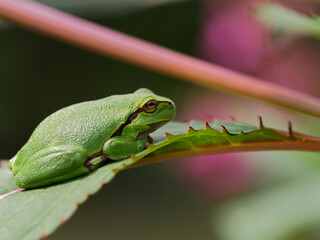 Europäischer Laubfrosch, Hyla arborea, Laubfrosch