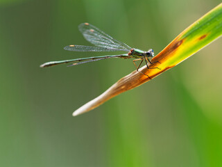 Libelle