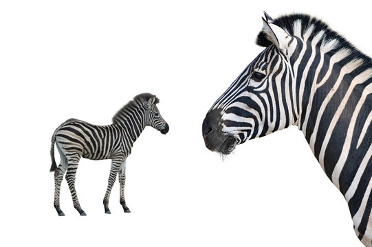 baby and zebra isolated on white background