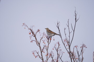 Dusky thrush　ツグミ