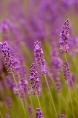 Fototapeta premium Close up of lavender and bee is flying around. High quality vertical foto