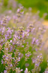 Close up of lavender and bee is flying around. High quality vertical foto