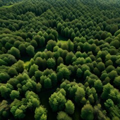 Fototapeta na wymiar forest illustration background from drone view