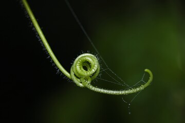 Macro Photo of A creeper plant with dew drops.this photo was taken from Bangladesh.