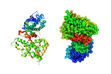 Human progesterone receptor ligand binding domain in complex with the ligand metribolone. Ribbons diagram and space-filling molecular model. Rainbow coloring from N to C. 3d illustration