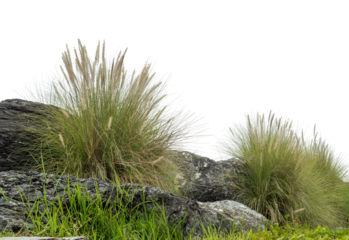 Big rocks with grass on a transparent background.