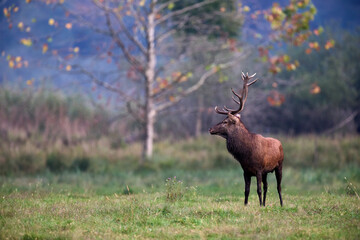 Naklejka na ściany i meble Beautiful and imposing male Red deer (Cervus elaphus)