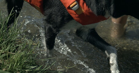 Close-up dog paws walking in water by lake shore captured , wet canine companion in nature
