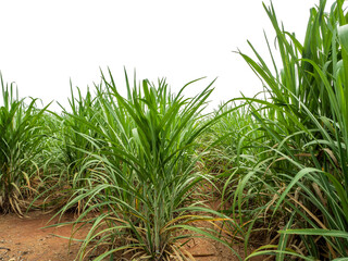 Sugarcane on transparent background with clipping path, suitable for print and web pages.