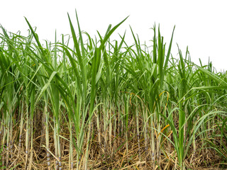 Obraz premium Sugarcane on transparent background with clipping path, suitable for print and web pages.