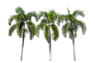 Green palm tree isolated on transparent background with clipping path and alpha channel.