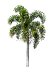 Green palm tree isolated on transparent background with clipping path and alpha channel.