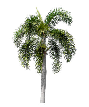 Green palm tree isolated on transparent background with clipping path and alpha channel.
