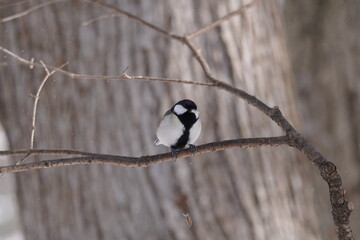 Japanese tit　シジュウカラ　Parus minor