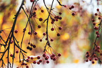 Branches with small red wild berries on a bare tree in autumnal park, forest. Ripe begonia fruit, fruits harvest in a garden, orchard. Warm autumn fall season natural wallpaper. Deep bokeh tree twigs