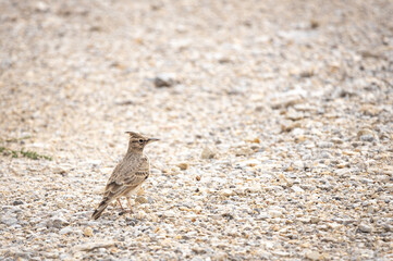 Galerida cristata bird