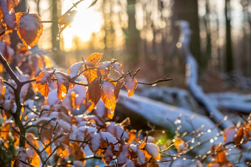 A beautiful branch with orange and yellow leaves in late autumn or early winter under snow.