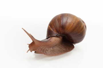 giant snail crawling on a white background,