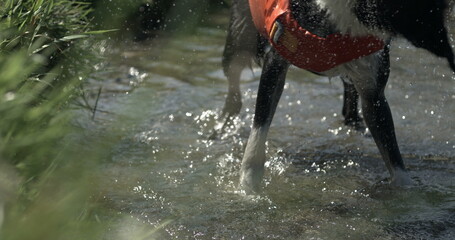 Dog shaking off water by lake shore, splashing water everywhere i. Canine companion removes excess...