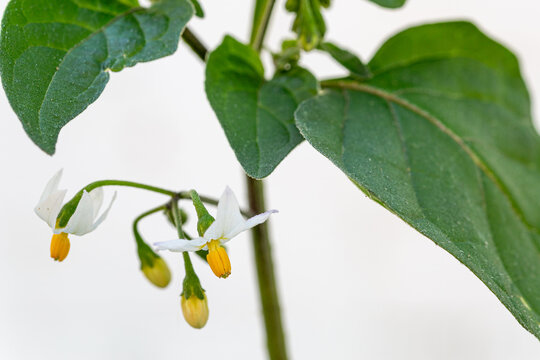 Solanum nigrum. Black nightshade with tiny white and orange flowers.