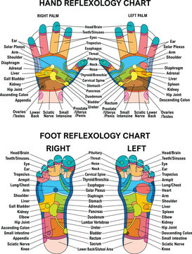 Reflex zones of the feet, and hands with description of internal and body parts. Superior, lateral, and medial views of foot. Palms and dorsal side of wrists. Chinese medicine. Vector