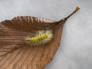 Pale Tussock moth Calliteara pudibunda on beech leaf. UK.