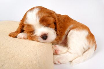 A cute puppy sleeps curled up, with a paw under his cheek, on a pillow on a light background. A small dog of the King Charles spaniel breed of white-red color.