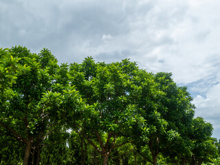 Trees on the blue sky background