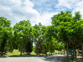 Obraz premium Shady central parks and trees provide shade and are ideal for exercising and relaxing during the holidays.