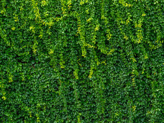 Green leaves wall background and wedding backdrop.