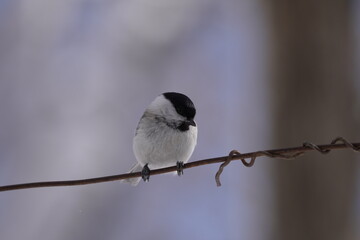 Marsh Tit　ハシブトガラ　Parus palustris