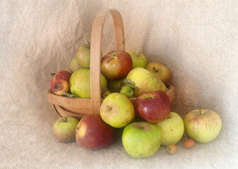 Windfall apples in trug on hessian. Assorted varieties, imperfect specimens.