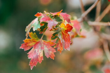 Bright autumnal leaves turning red on a tree branch, twig in autumn season park, wood, woodland. Bright colored leaf on a bush. Seasons changing. Maple tree in Japan garden.