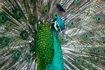 Obraz premium Peacock Sea Green With Feathers