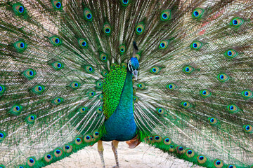 Obraz premium Peacock Sea Green With Feathers