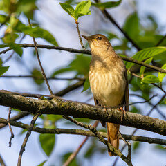 thrush nightingale