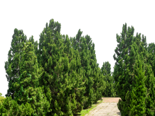 Outdoor park and shady trees providing shade on a transparent background.