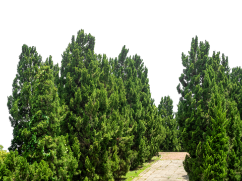 Outdoor park and shady trees providing shade on a transparent background.