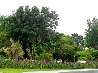 Outdoor park and shady trees providing shade on a transparent background.