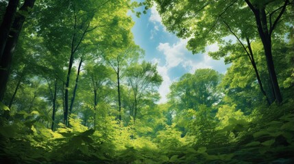 Forest, lush foliage, tall trees at spring or early summer - photographed from below - 668679570