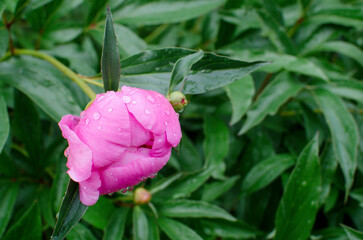 Purple flowers peonies flowering with raindrops on green background. Peonies garden.