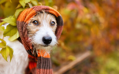 Cute funny pet dog wearing warm scarf. Cold autumn, fall, winter season or flu background.