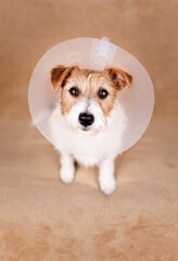 Cute healthy recovering dog wearing funnel collar. Protection after spaying surgery, vertical background.