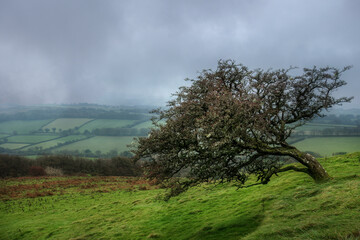 Windswept bent tree at Brentor, Dartmoor National Park, England. Stormy day.