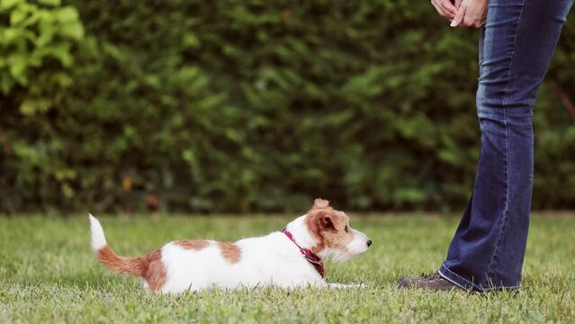Trainer owner teaches her jack russell terrier to lie down and sit and gives her snack treats. Positive pet puppy training, dog tricks.