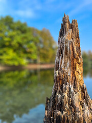 rotten tree trunk on the edge of a lake