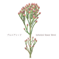 ブルニア・ブルニアレッド・ボタニカルフラワー