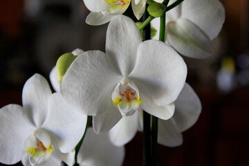 orchid with white petals in pot