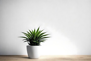 plant in white pot